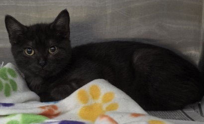 FC 95 Maui Jim, cat — photo 1 of 2