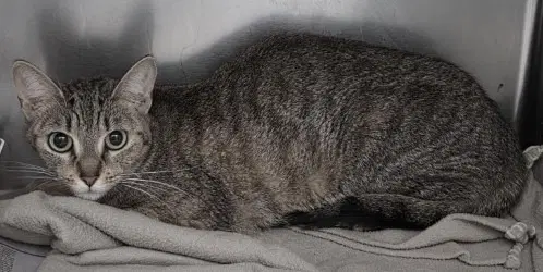 Ca  Kallie P - Domestic Short Hair