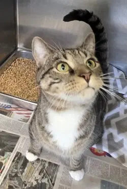 Ca  Bernie - Domestic Short Hair