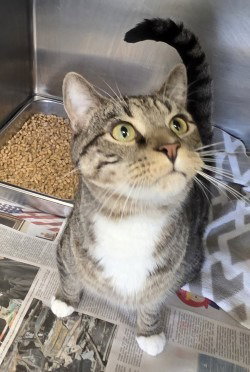 picture of the cat needing adoption