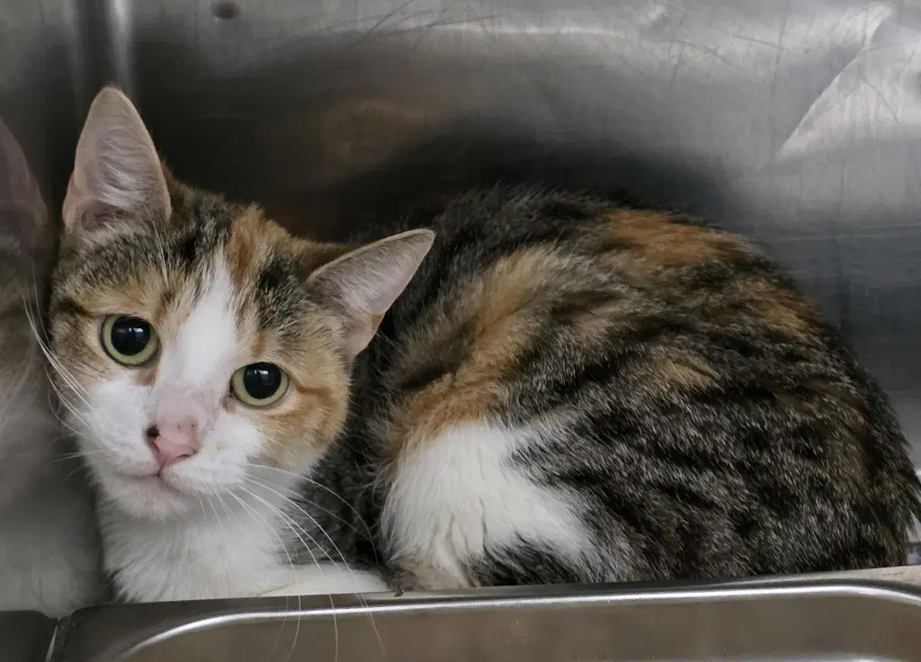 Ca  Tammie - Domestic Short Hair