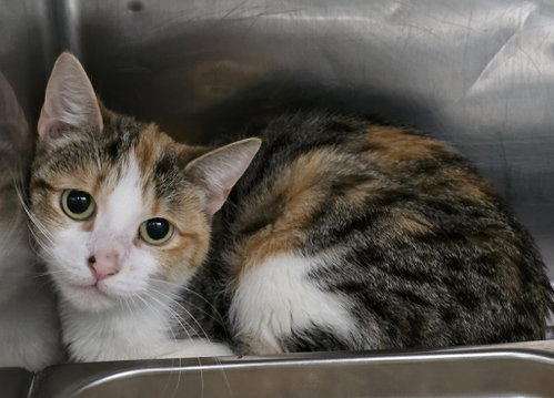 picture of the cat needing adoption
