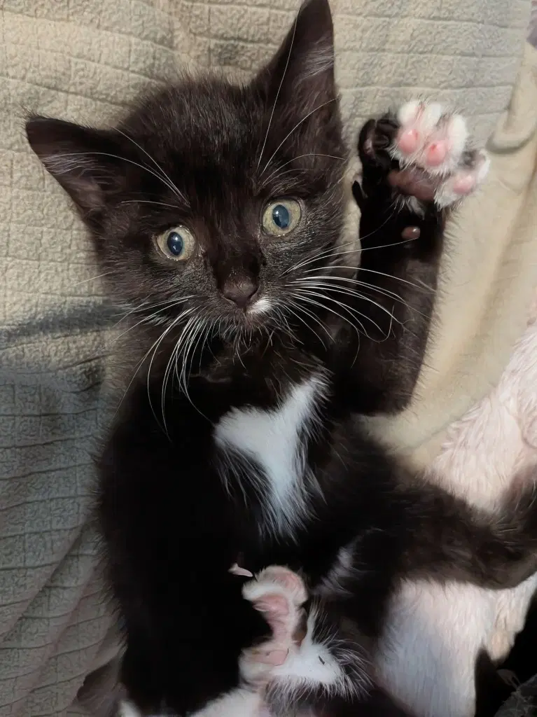 Fc  Booger - Domestic Short Hair