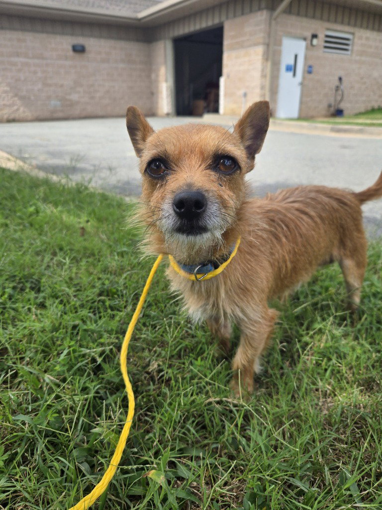 PR 55 Einstein, dog — photo 1 of 1