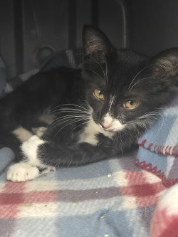 CA 122 Skedaddle, cat — photo 1 of 1