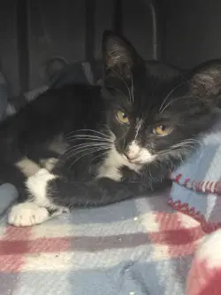 Ca  Skedaddle - Domestic Short Hair