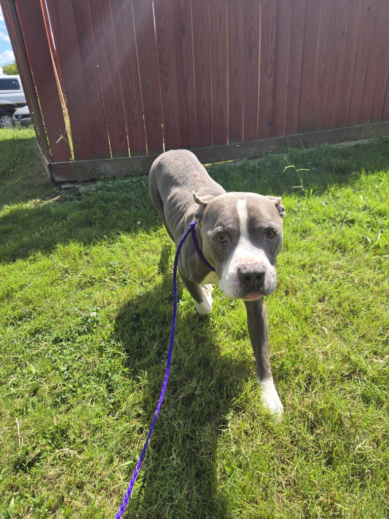 DA 4 Fletcher(Jack), dog — photo 1 of 1