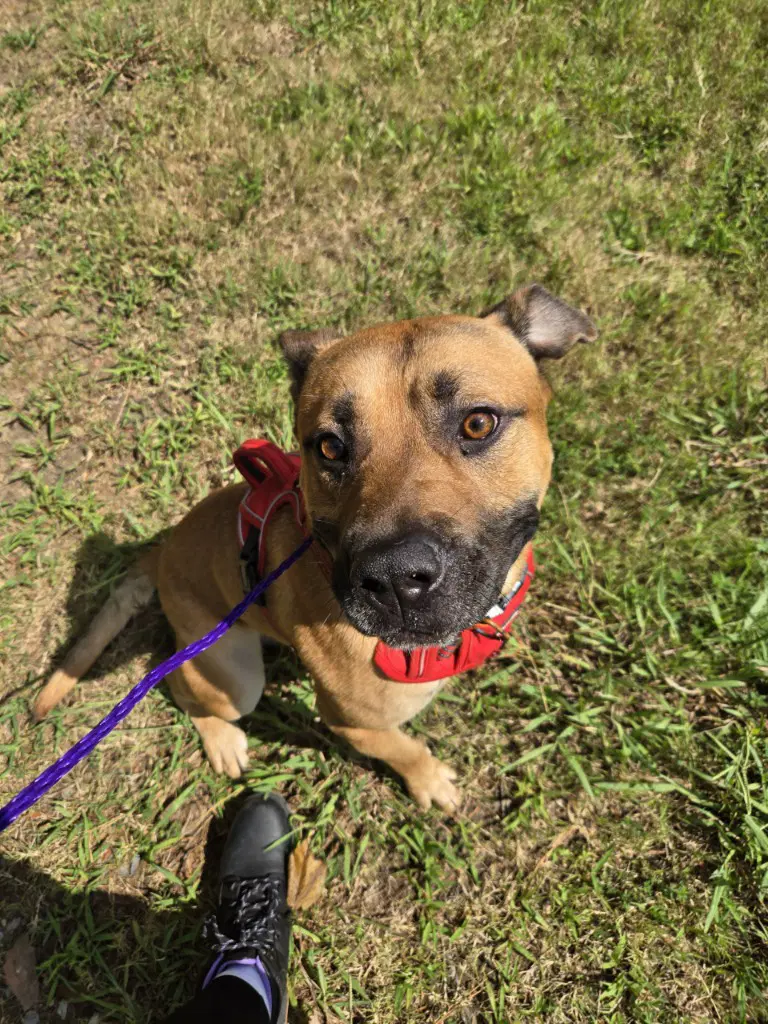Da  Juno - Pit Bull Terrier