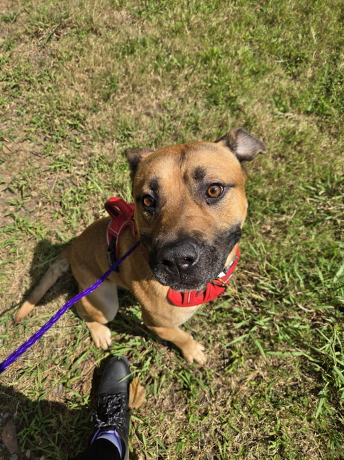 picture of the dog needing adoption