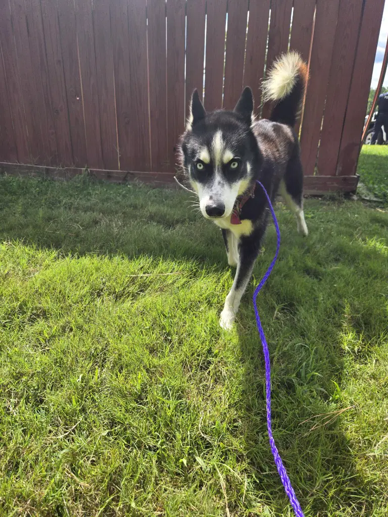 Da  Windbreaker - Husky