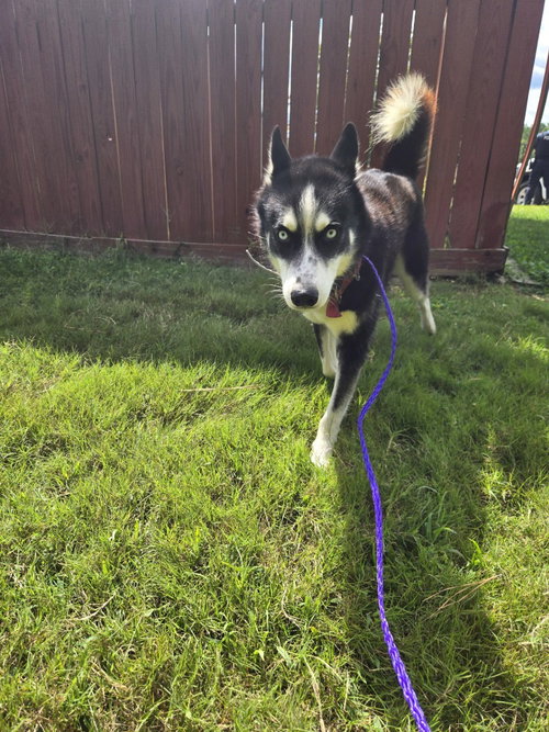 picture of the dog needing adoption