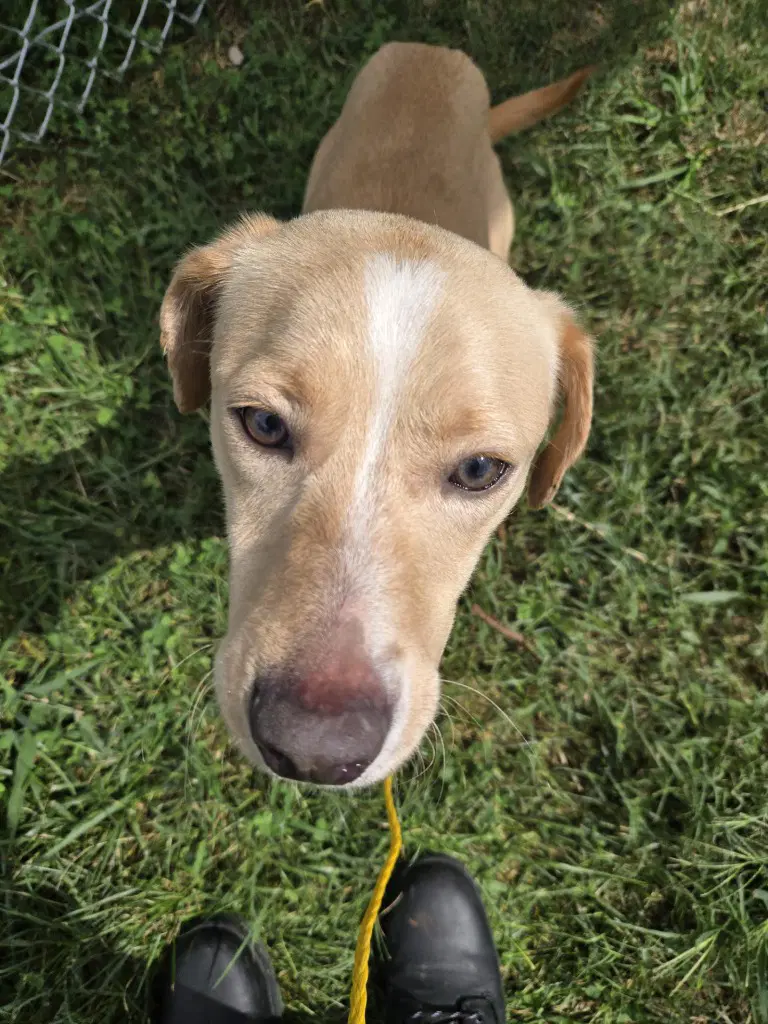 Pr  Lizzie - Labrador Retriever