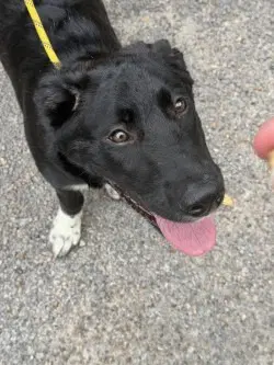 Pr  Minnow - Labrador Retriever