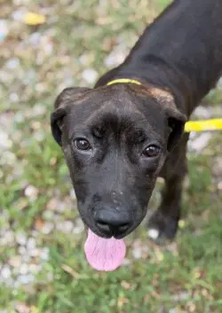 Pr  Yoshi - Plott Hound