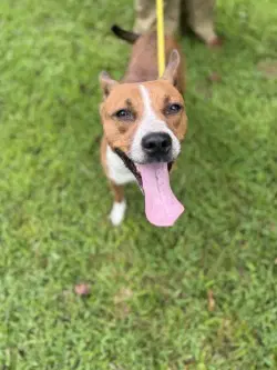 Da  Bambi - Cattle Dog