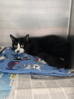 CA 127 Woody, cat — photo 1 of 1