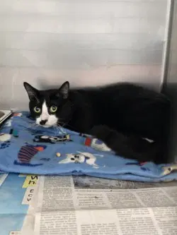 Ca  Woody - Domestic Short Hair