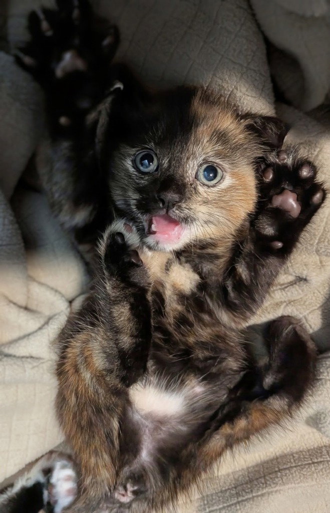 CA 137 Nutmeg, cat — photo 1 of 3