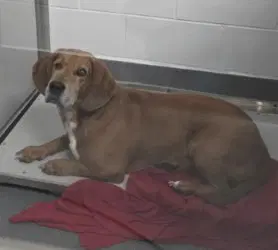 Da  Copper - Basset Hound