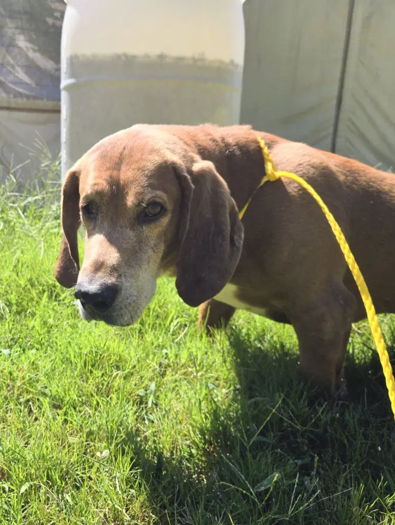 Da  Copper - Basset Hound
