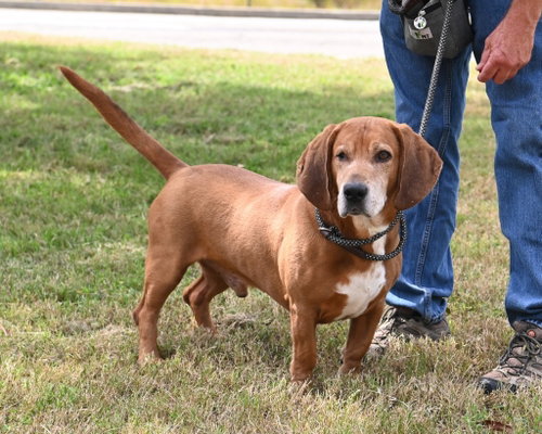 DA 8 Copper, a dog for adoption from Henrico Police Animal Shelter