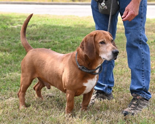 Photo 2 of DA 8 Copper
