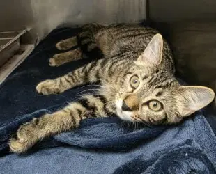 Fc  Peg - Domestic Short Hair