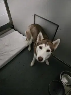 Da  Amber - Husky