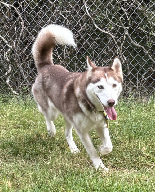 Amber HHS RRP, a dog for adoption from Henrico Police Animal Shelter