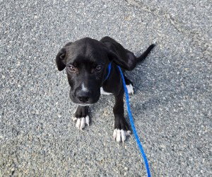 PR 52 Life is a Highway, dog — photo 1 of 4