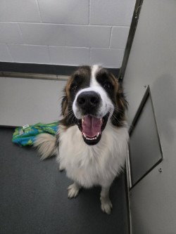 DA 43 Benedict, dog — photo 1 of 1