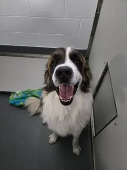 Da  Benedict - Saint Bernard