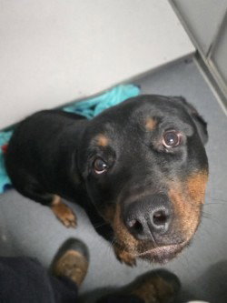 DA 5 Ajax, dog — photo 1 of 1