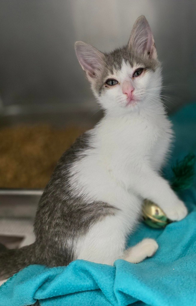 CA 135 Feta, cat — photo 1 of 2
