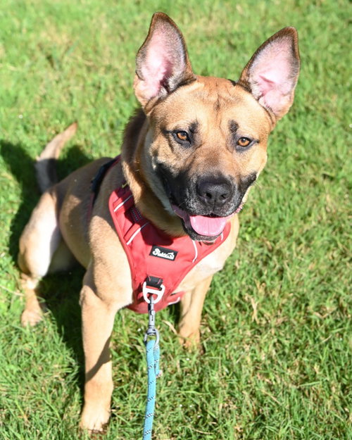 DA 39 Juno, a dog for adoption from Henrico Police Animal Shelter