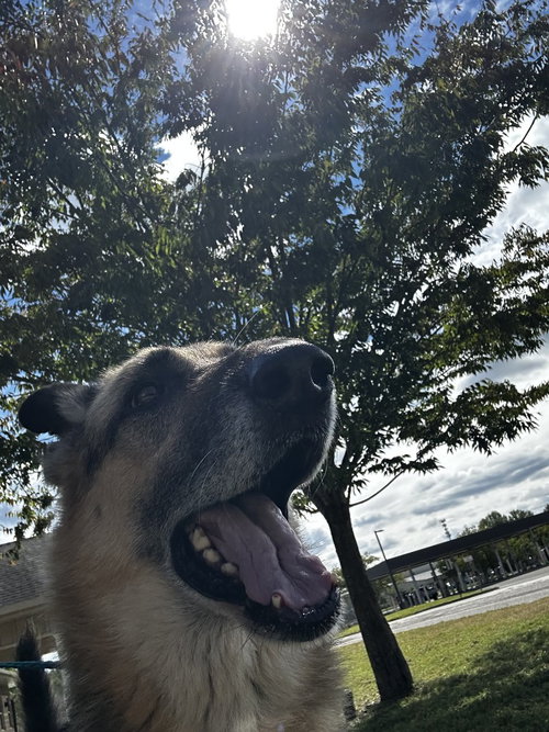 DA 43 Dez, a dog for adoption from Henrico Police Animal Shelter