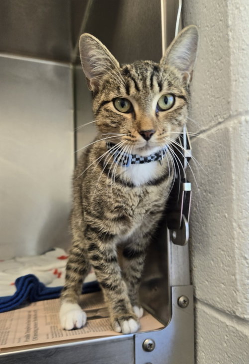 CA 115 Purrlock Holmes, a cat for adoption from Henrico Police Animal Shelter