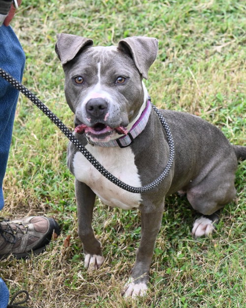DA 32 Lyria, a dog for adoption from Henrico Police Animal Shelter