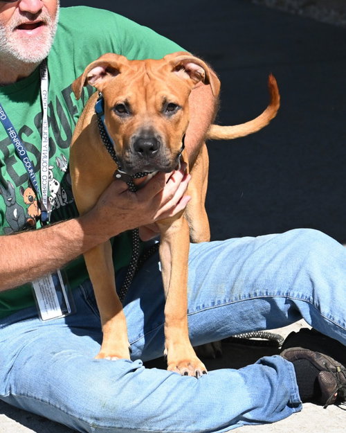 DQ 63 Waffles, a dog for adoption from Henrico Police Animal Shelter