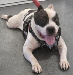 DA 42 Tyrone, a dog for adoption from Henrico Police Animal Shelter