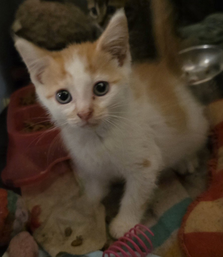 CA 138 Buttons, Domestic Short Hair