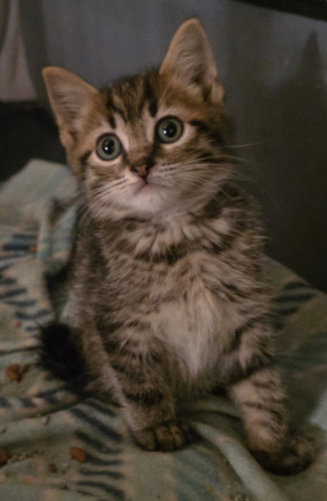 CA 137 Riley, Domestic Short Hair