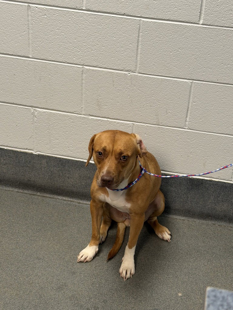 PR 55 Heaven, Pit Bull Terrier