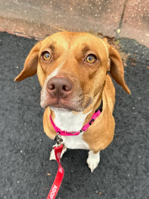 PR 55 Heaven HHS RRP, a dog for adoption from Henrico Police Animal Shelter