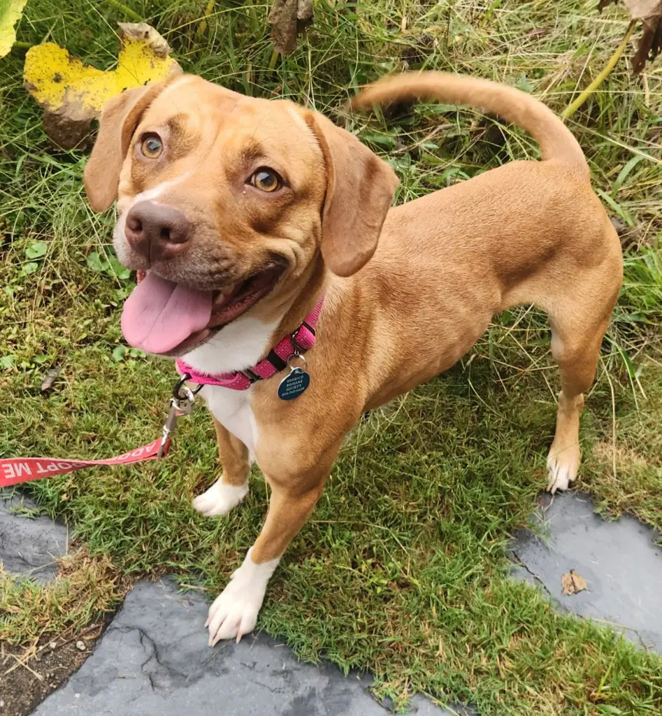 Pr  Heaven Hhs Rrp - Pit Bull Terrier