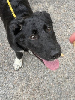 PR 52 Minnow aka Roxie HHS RRP, Labrador Retriever