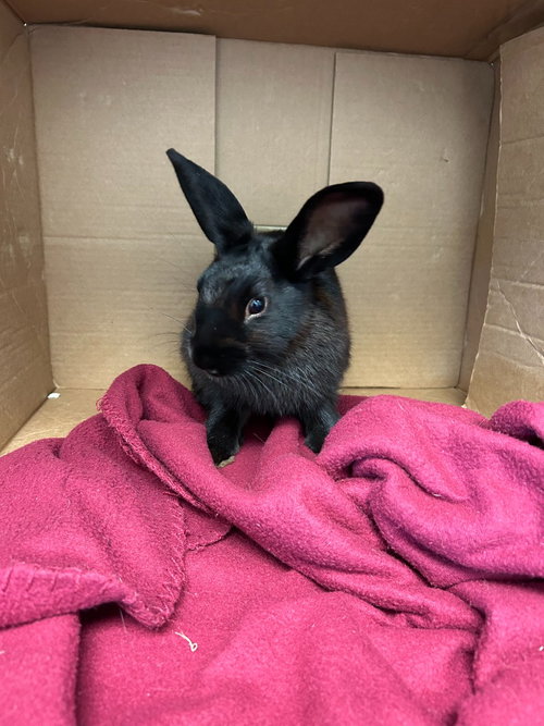 CA BlackJack, a rabbit for adoption from Henrico Police Animal Shelter