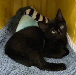 CA 131 Darth Maul, Domestic Short Hair