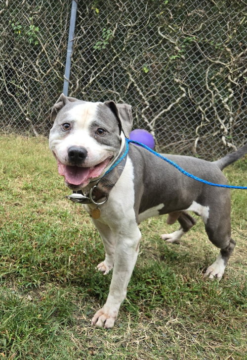 DA 2 Owen, a dog for adoption from Henrico Police Animal Shelter