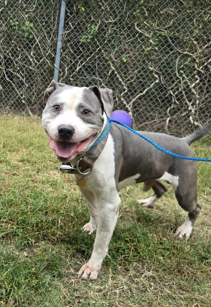 Da  Owen - Pit Bull Terrier